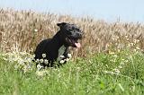 STAFFIE 022